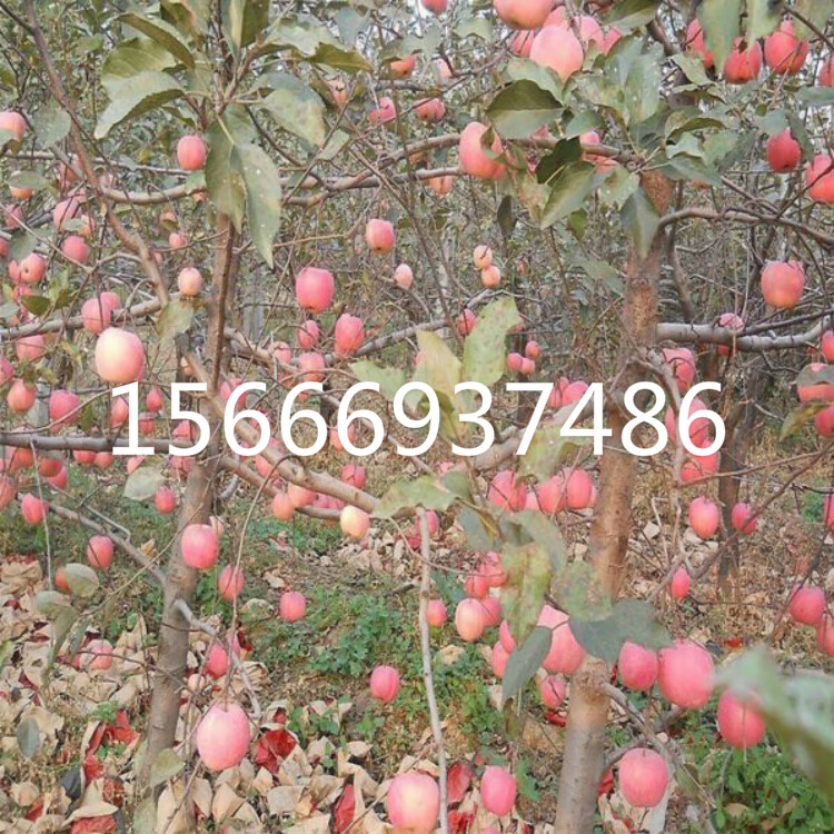泰安市苹果苗厂家