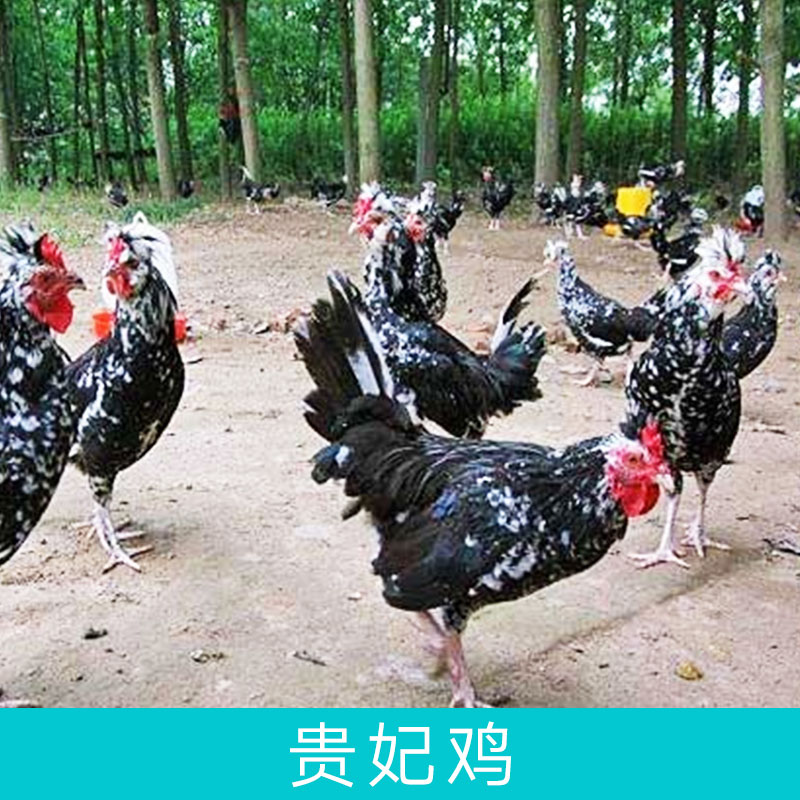 湖南贵妃鸡可多品种发货，专业特色家禽育种成活率高包运包路损图片