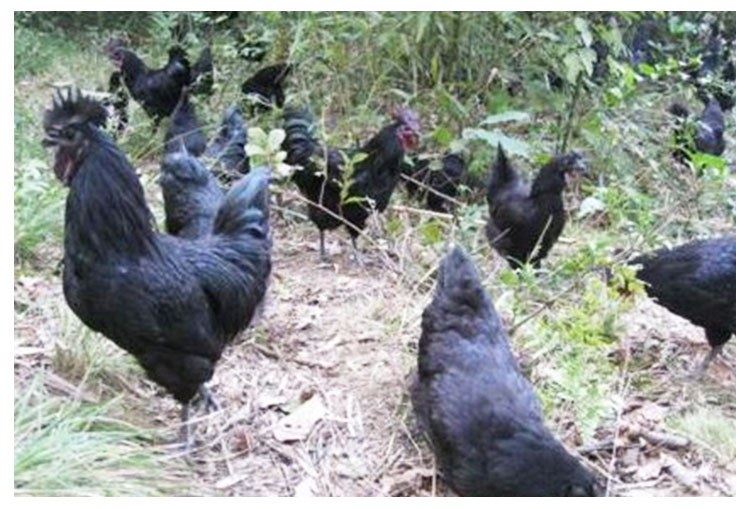 供应五黑鸡苗品种纯正黑毛黑皮黑肉黑骨黑内脏成活率高图片