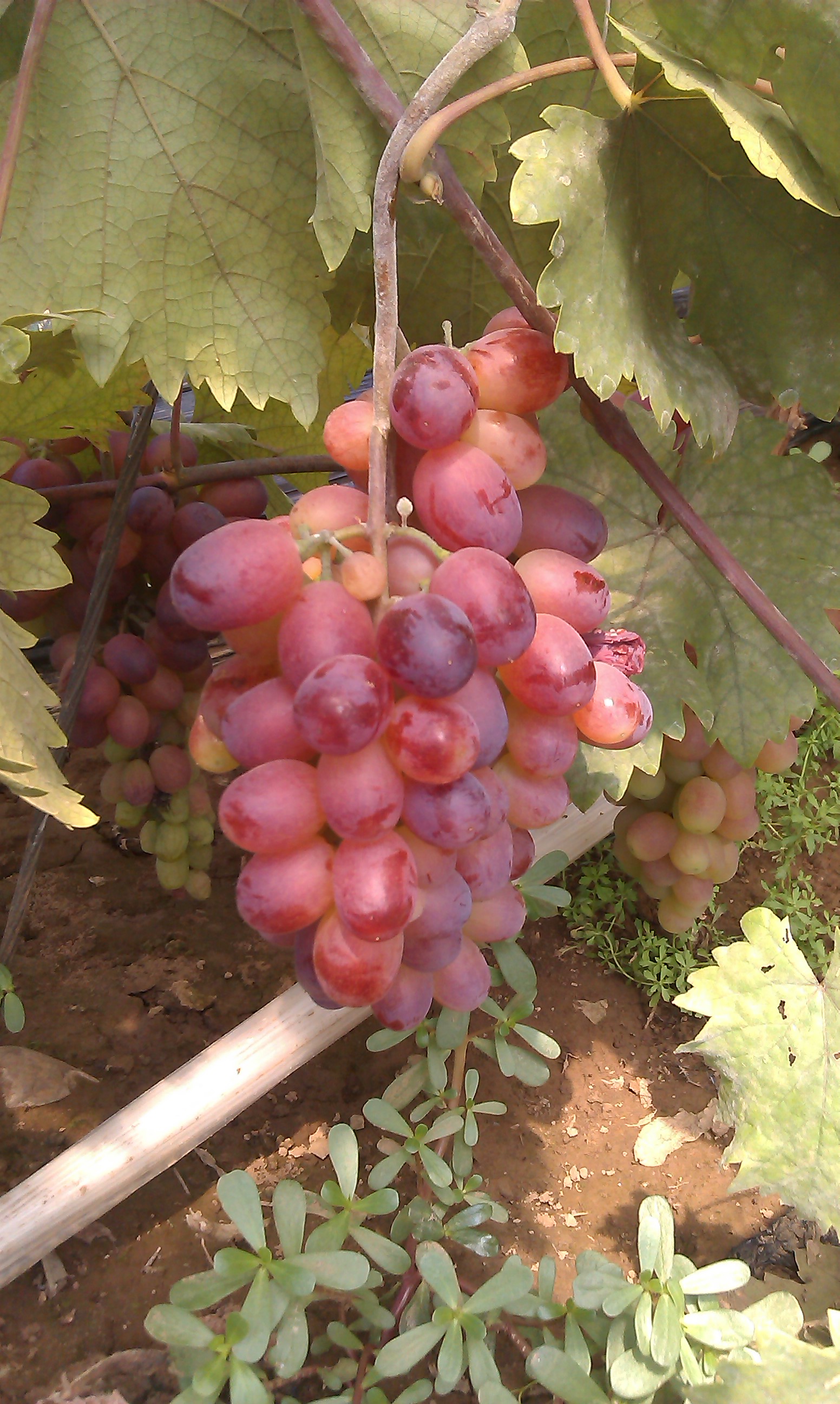 葡萄苗 葡萄直销厂家 葡萄供应商 阳光玫瑰图片