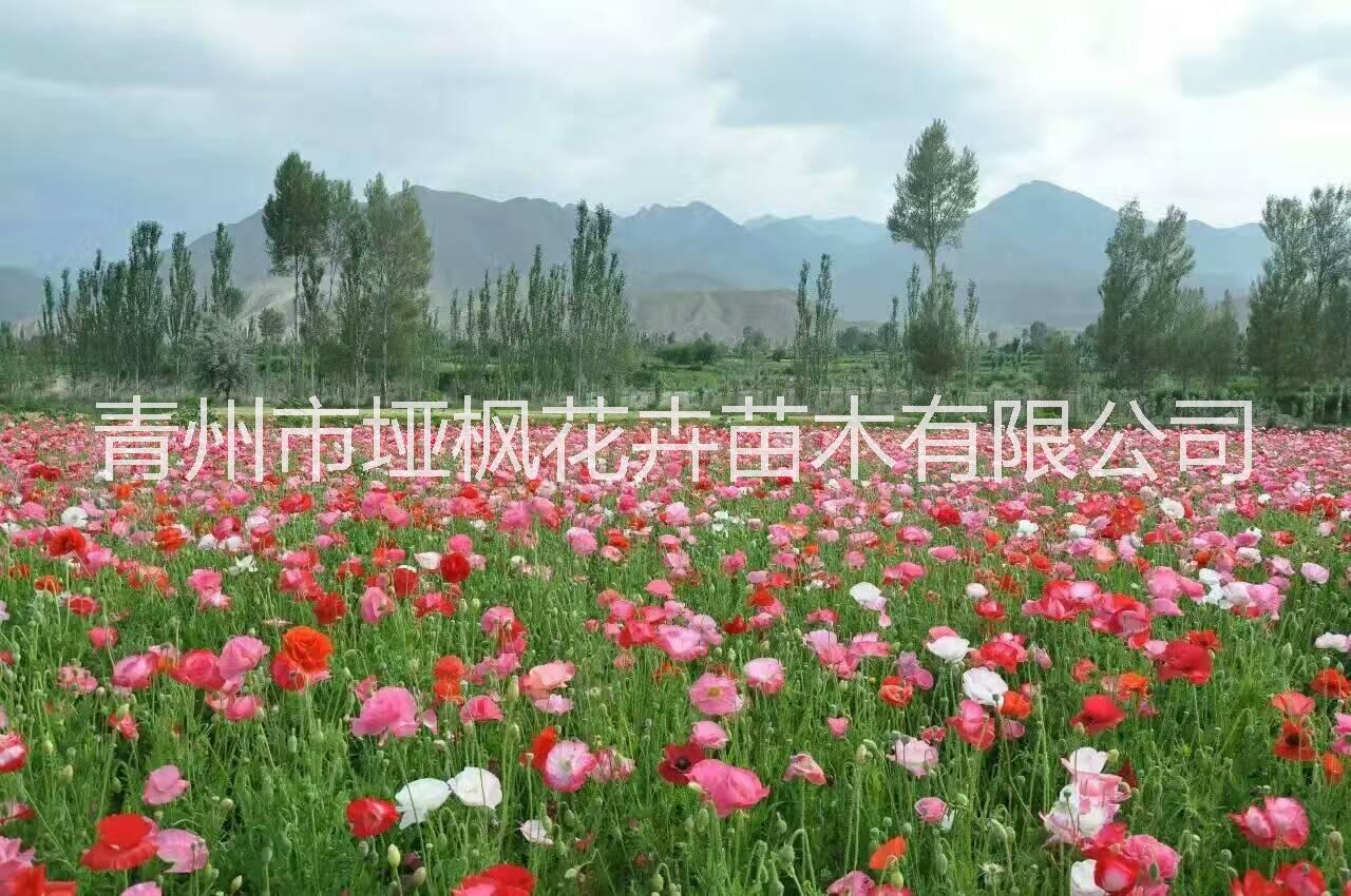 潍坊市山东虞美人花海小苗批发价格河北厂家