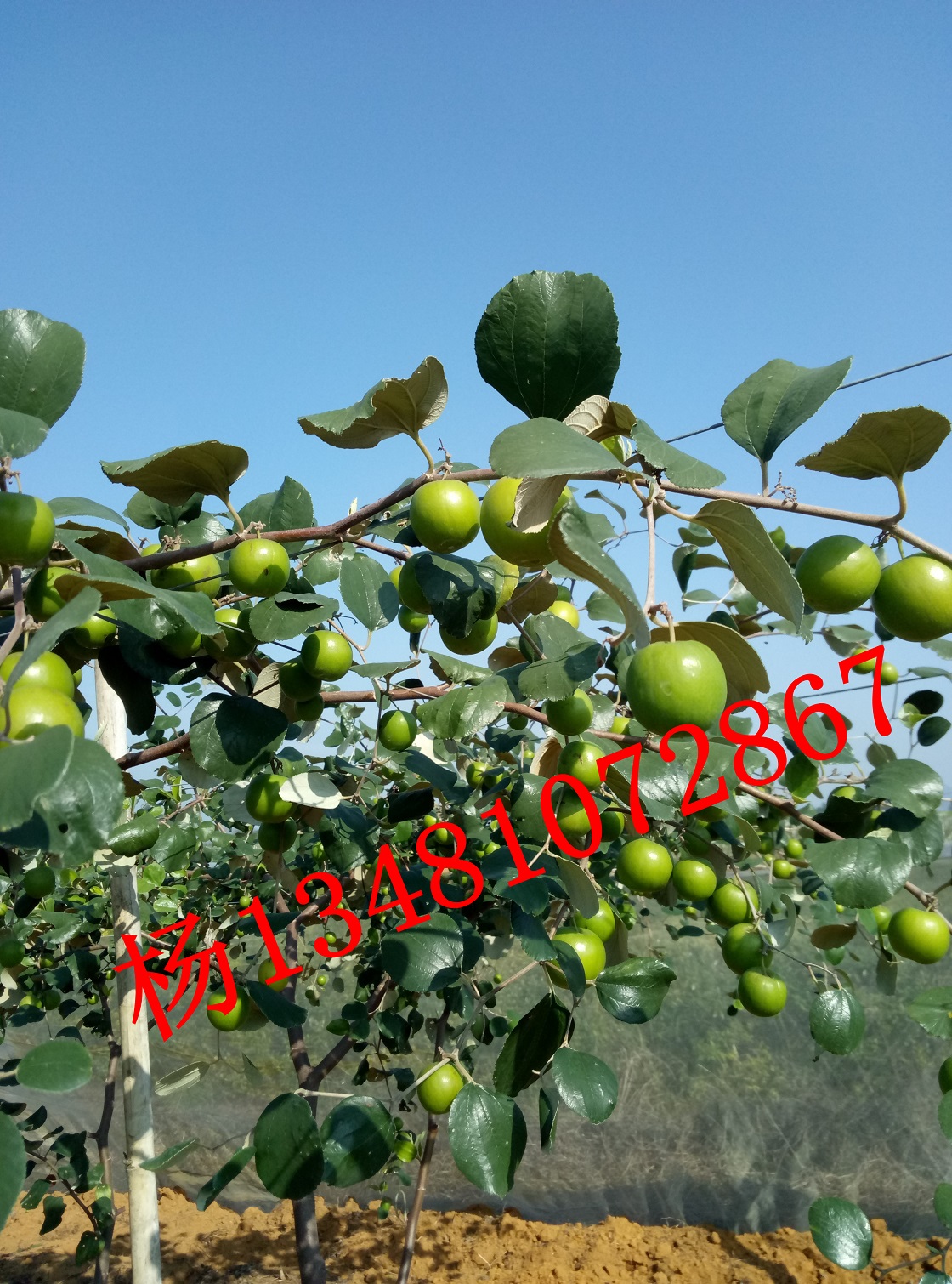 台湾苹果枣新品种苗批发