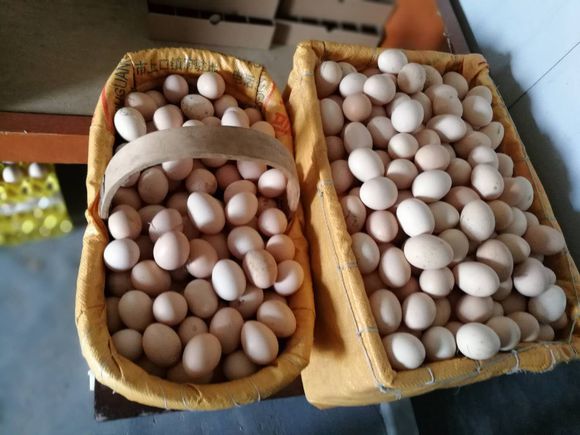 解决沙壳蛋斑点蛋蛋壳质量不好