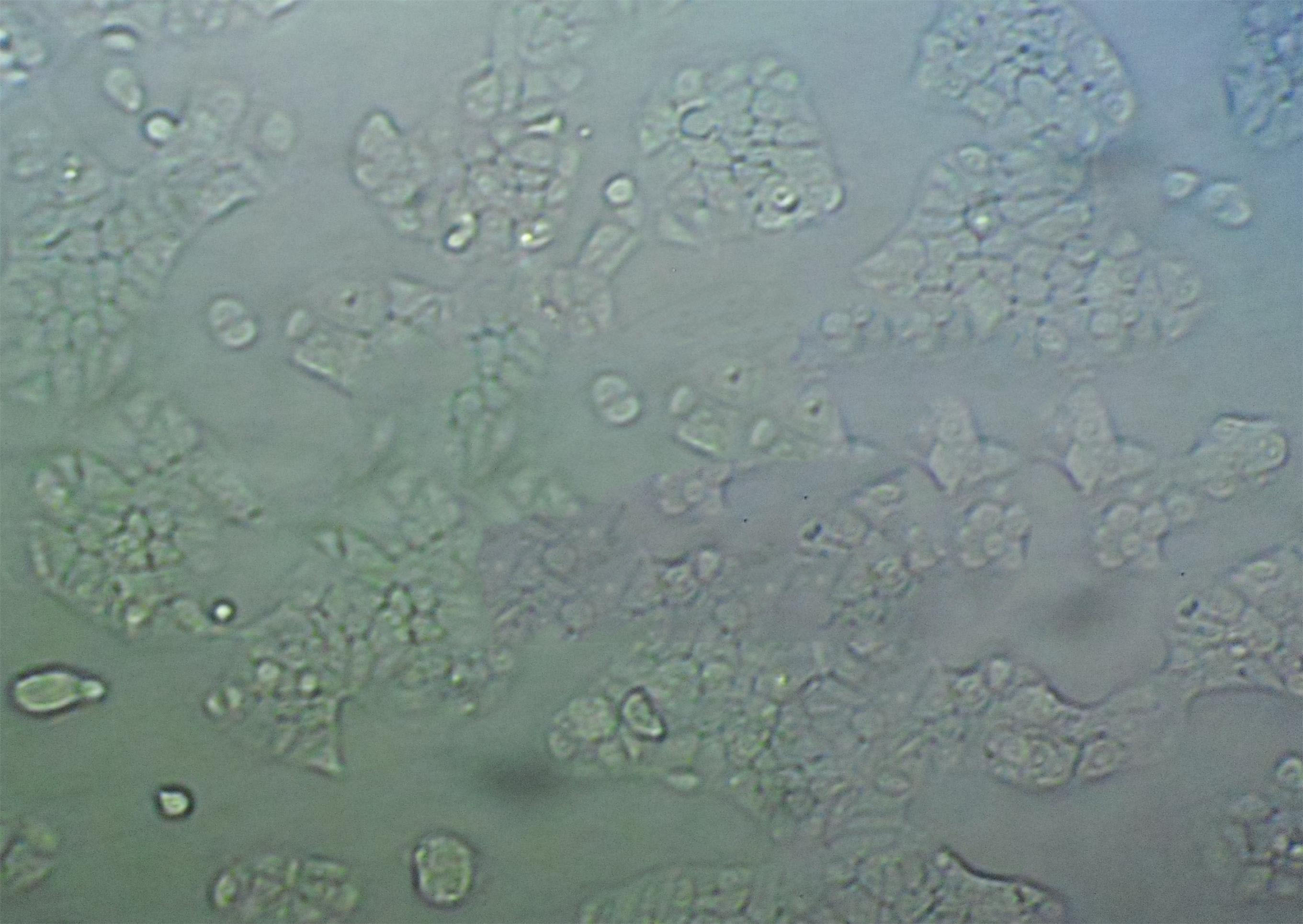 APRE-19细胞永生化人视网膜