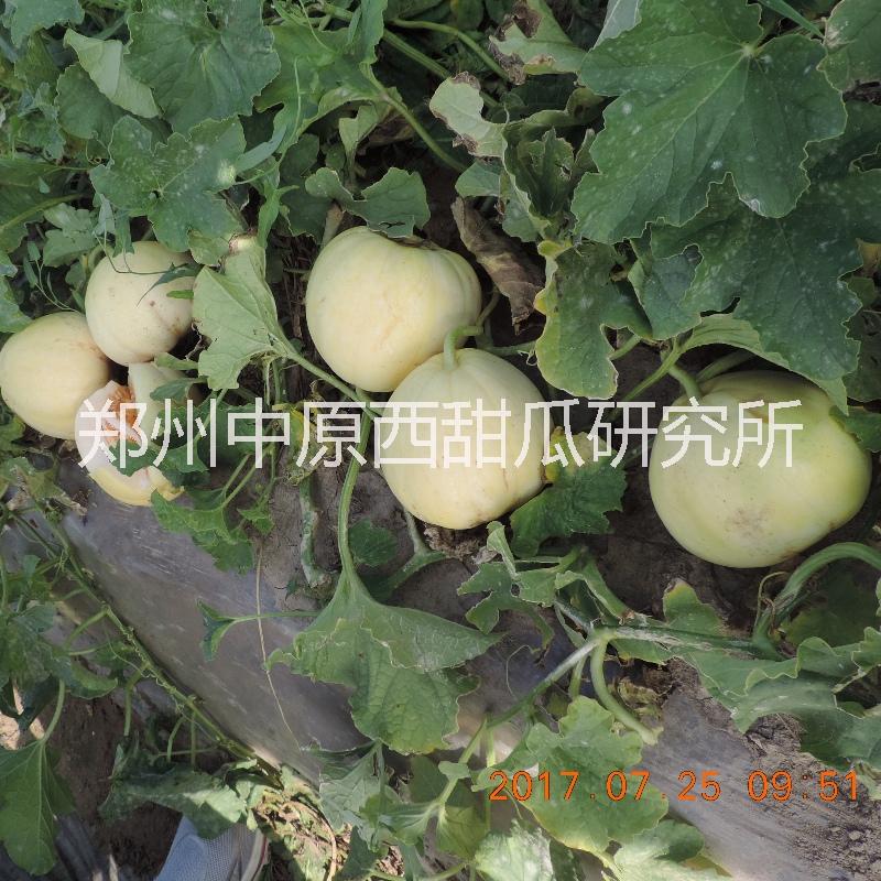 郑州市黄色经典甜瓜种子，黄皮红肉香瓜种厂家