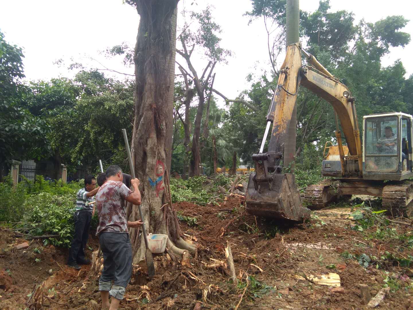 广州专业伐树施工队承接园林街道树木修枝小区