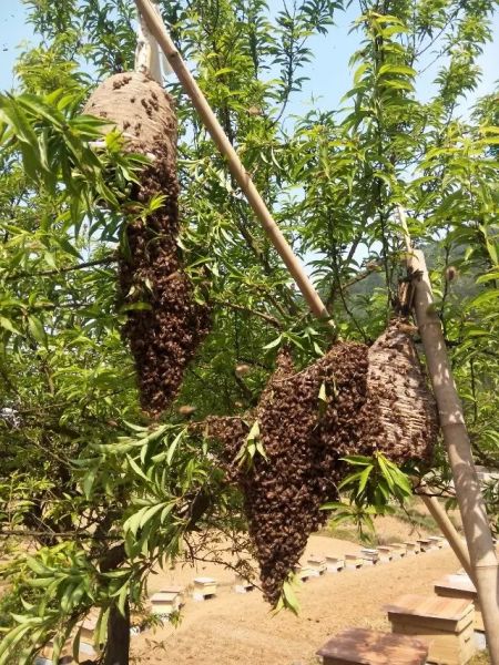 贵州蜜蜂养殖技术支持贵州蜜蜂养殖技术 凯里蜜蜂养殖技术 铜仁蜜蜂养殖技术基地  贵州蜜蜂养殖 贵州蜜蜂养殖基地 贵州蜜 贵州蜜蜂养殖技术支持