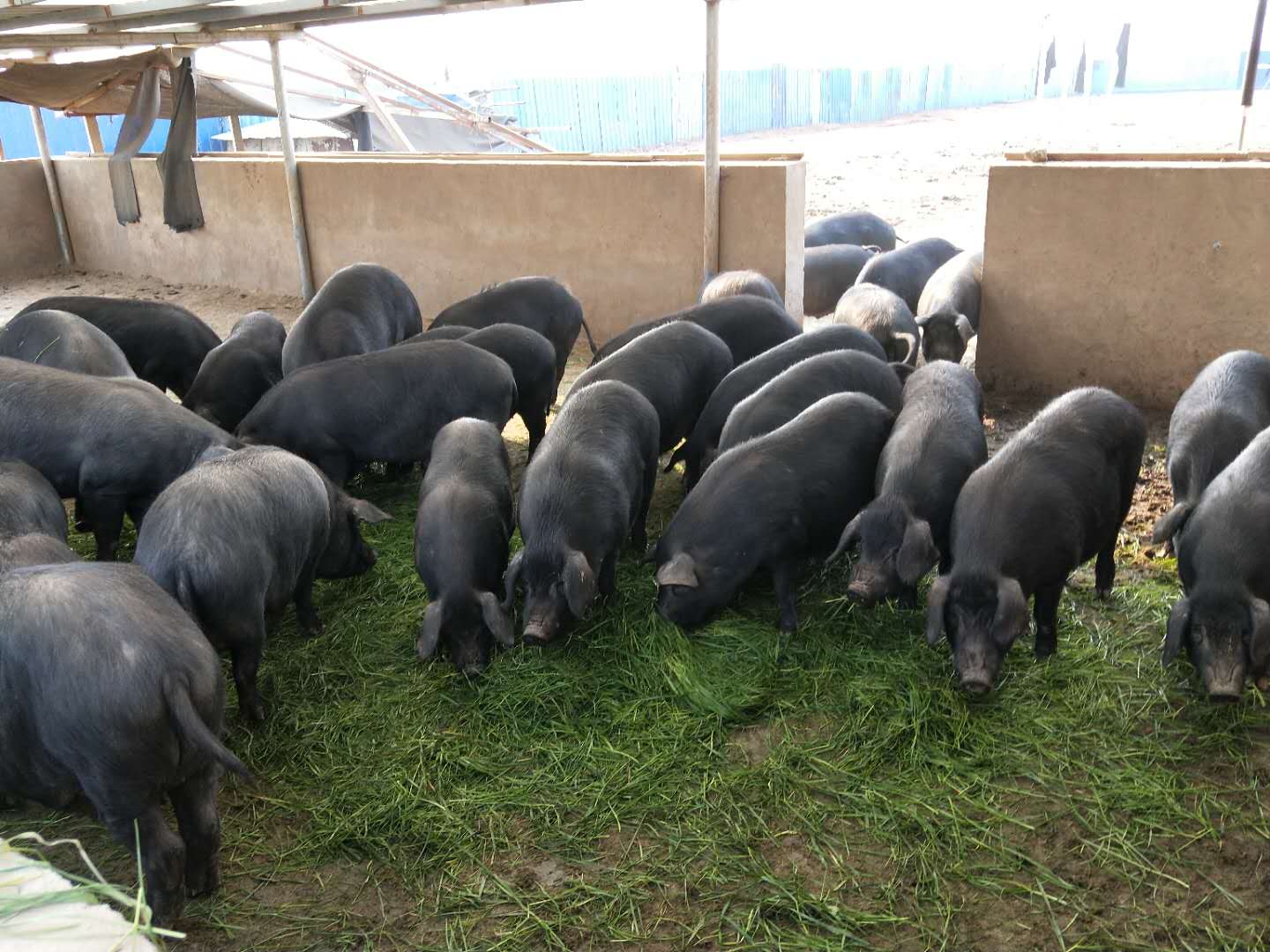 黑毛猪养殖基地 2018黑猪价格行情 黑毛猪批发多少钱
