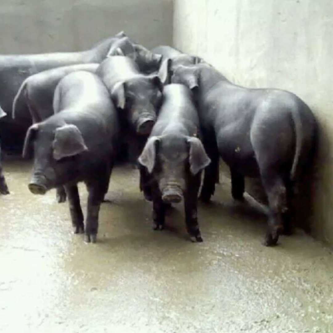 苏太猪2018价格 苏太母猪 全国现存原种场苏太猪养殖技术