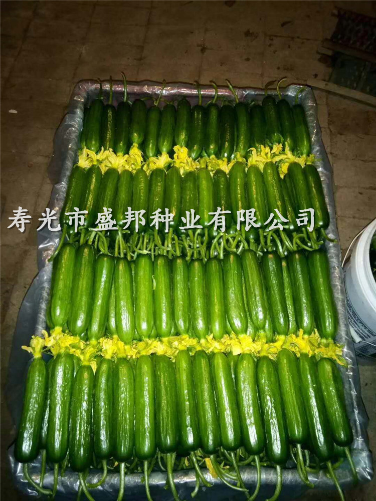 潍坊市水果黄瓜种子种苗厂家
