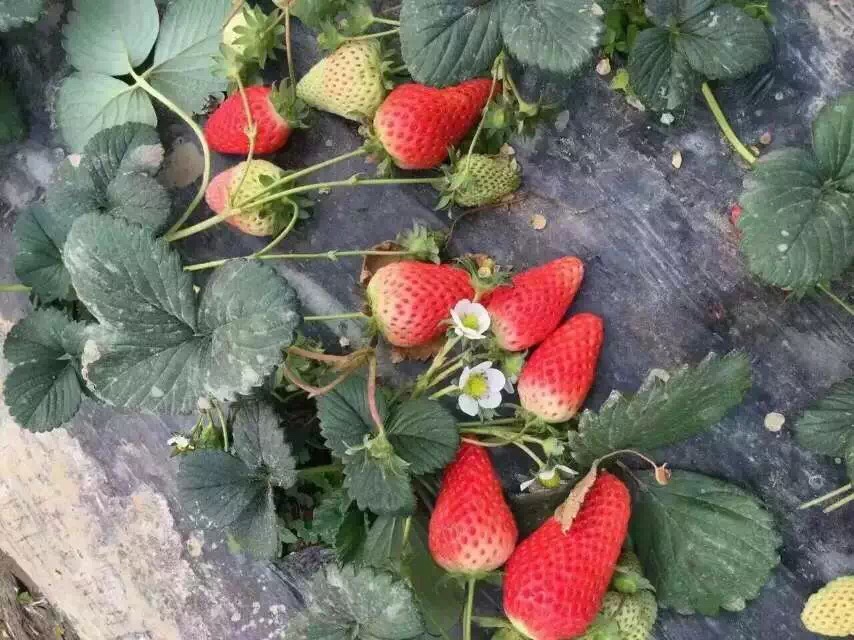草莓苗 甜宝草莓苗