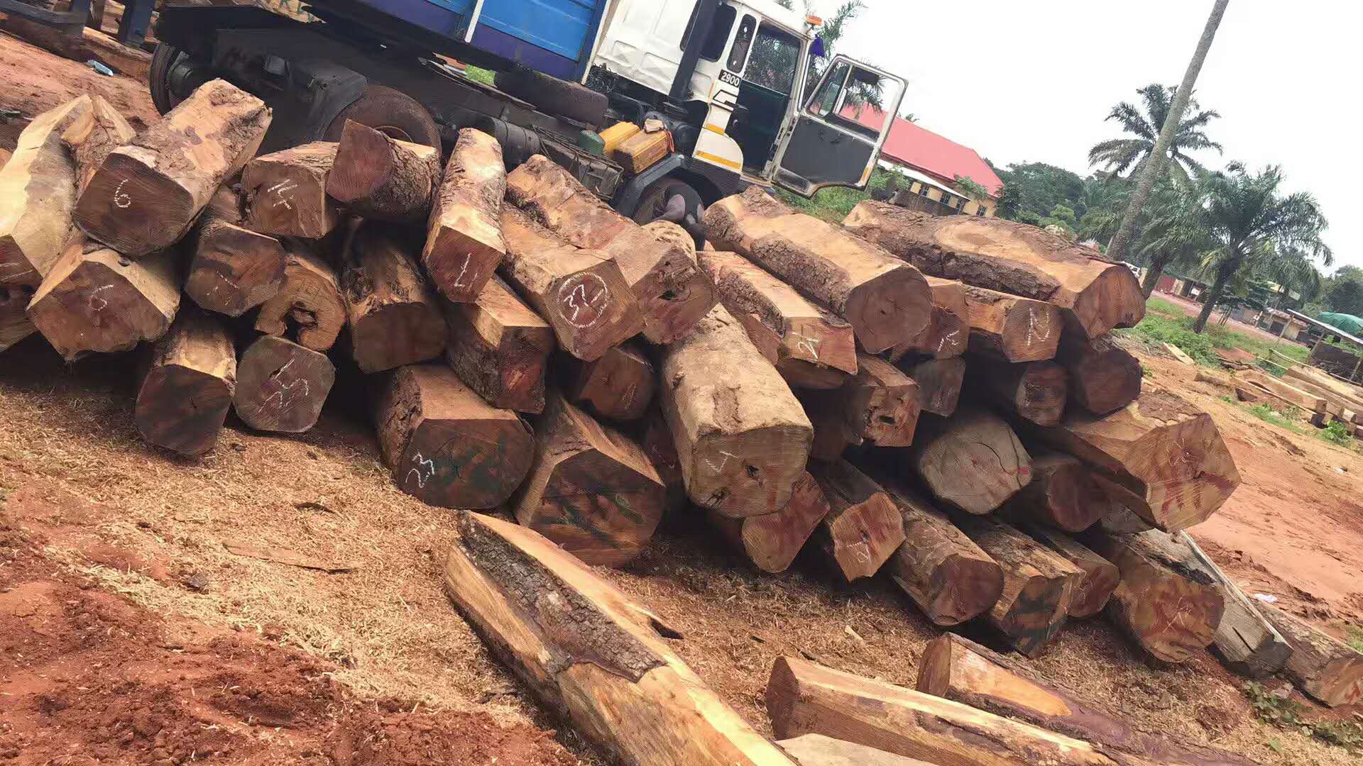 黄埔港南美木材进口清关流程|手续|费用
