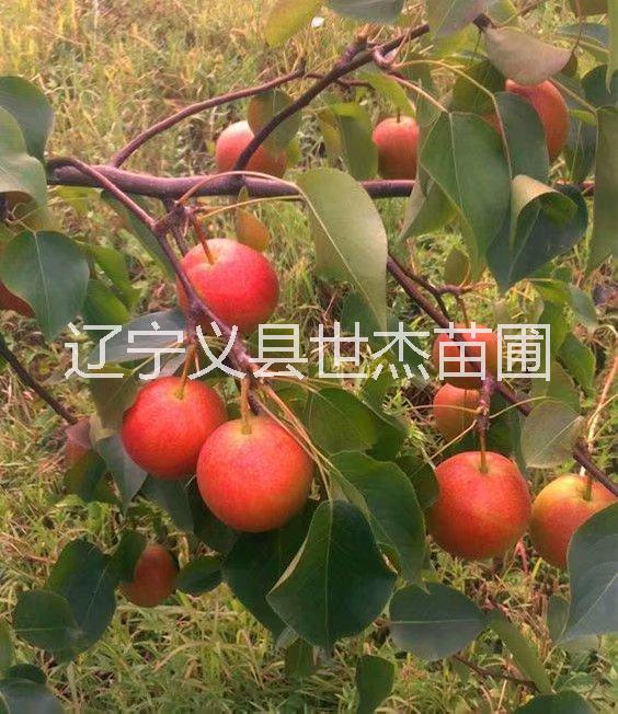 红梨新品种---南红 l辽宁义县供1公分红南果（南红）