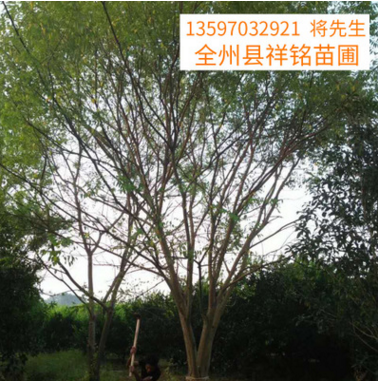 新品热卖广西国槐树20公分-景观园林树木-广西国槐树基地