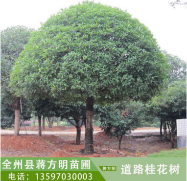 桂林市在哪能买到大桂花树厂家