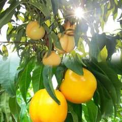 中油4号油桃，优质油桃，极好吃的油桃，油桃新品种，油桃树苗批发，油树苗价格