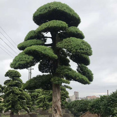 长沙市造型罗汉松厂家