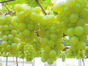 维多利亚葡萄，优质葡萄，好吃的葡萄，葡萄新品种，葡萄树苗价格