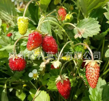 草莓种子 草莓种子报价 草莓种子批发 草莓种子供应商 草莓种子哪家好 草莓种子电话图片