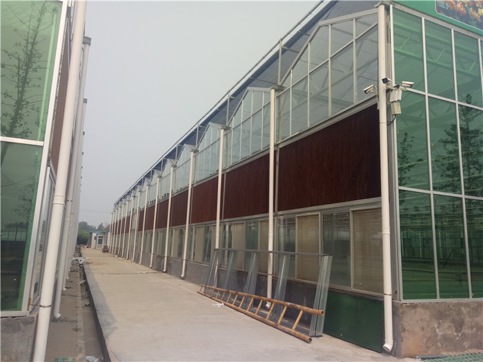 新疆玻璃温室厂家厂家有效的创新 新疆建设玻璃温室大棚