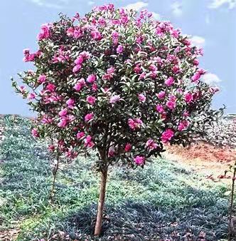 茶梅树的种植方法