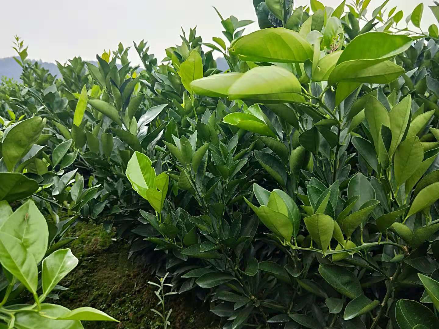 重庆秀山纽荷尔脐橙大果型苗种植基地直销批发存活率高产量大价格报价