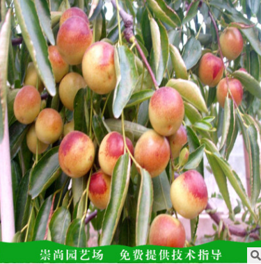 泰安冬枣树苗种植基地批发
