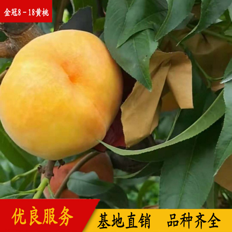 金冠8－18黄桃 早熟黄桃 果大丰产 金冠8-18桃品种