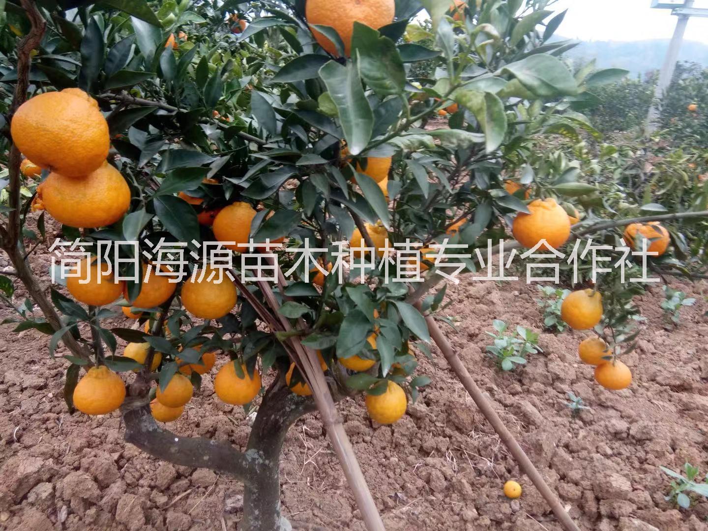 湖北不知火柑橘苗种植基地直销价格