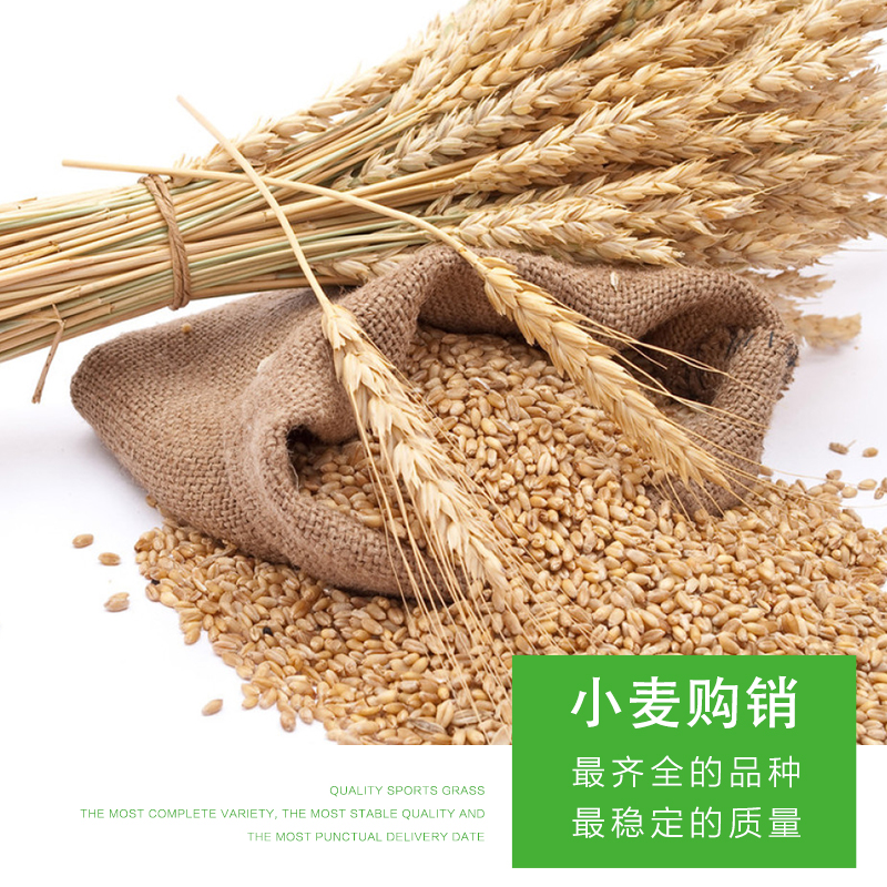 甘南县盈合粮食  杂粮 粗粮 小麦购销 厂家批发 有机小麦