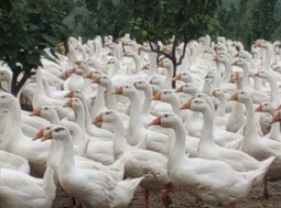 江苏母鹅生产厂家 大母鹅长期供应 鹅蛋，鸭蛋，供应全国各地 供应周边市场 成年母鹅 纯三花鹅厂家图片