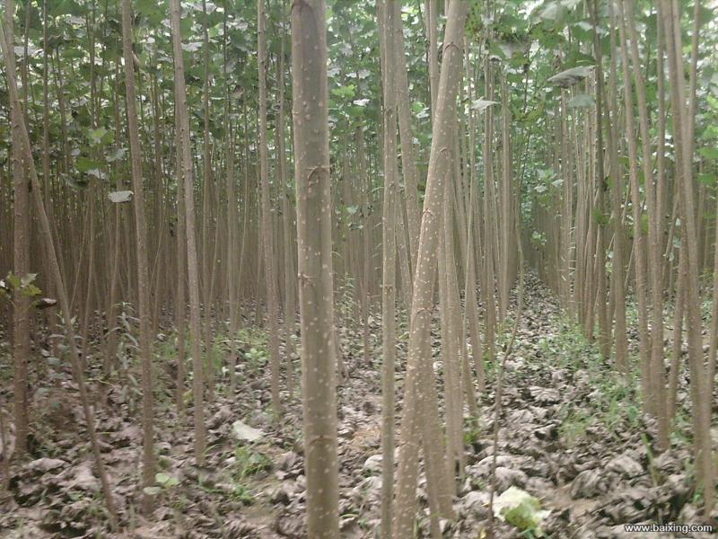 聊城市速生杨厂家山东优质速生杨苗木基地