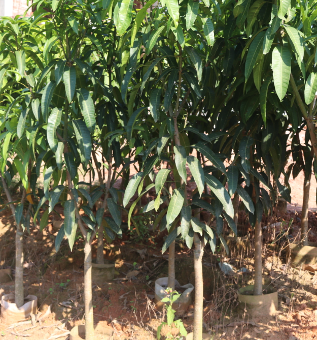 钦州市芒果树苗厂家