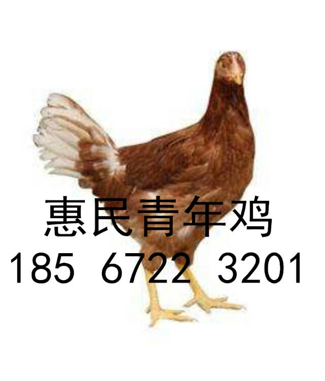 鹤壁60天农大3号青年鸡厂家图片