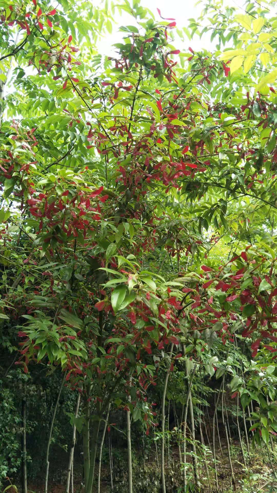 江西红翅槭种植|江西红翅槭苗木|江西红翅槭批发价格图片