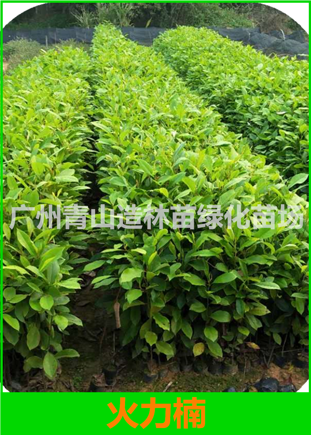 广州火力楠种植基地，广州火力楠种苗批发价，广州火力楠造林苗供应商图片