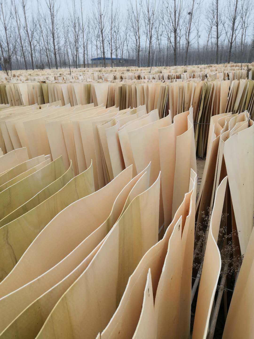 天津胶合板生产厂家多层实木板批发