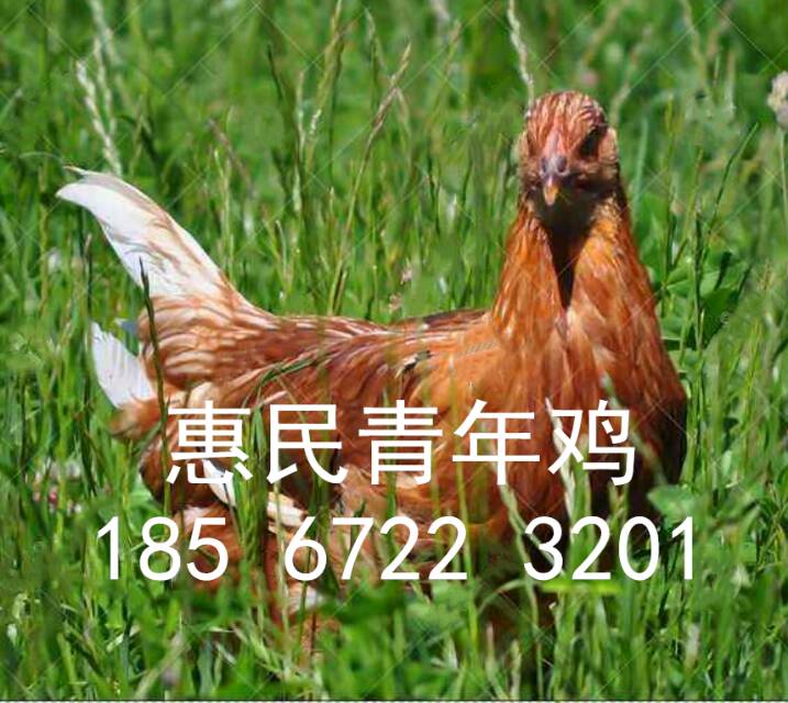 鹤壁市商品蛋鸡免疫程序厂家
