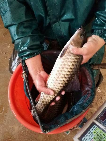 石斑鱼苗供应商  石斑鱼苗一条多少钱 石斑鱼苗养殖场