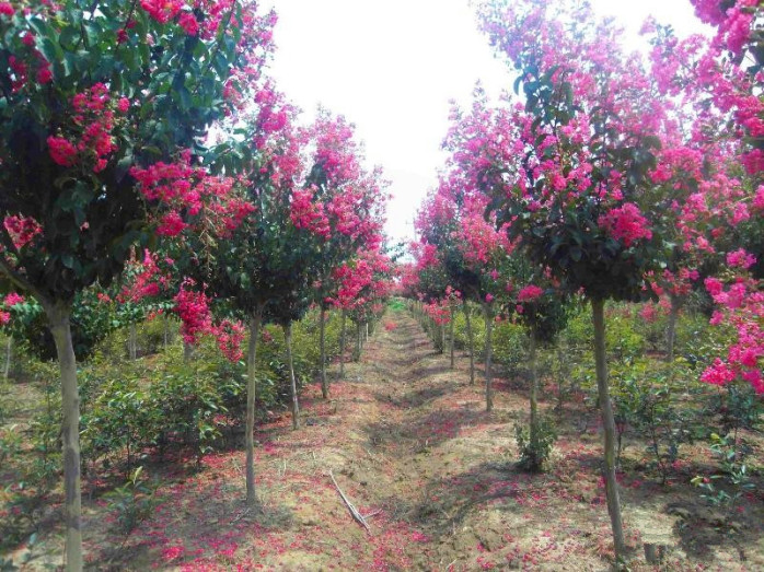 桂林市优质紫薇树价格厂家