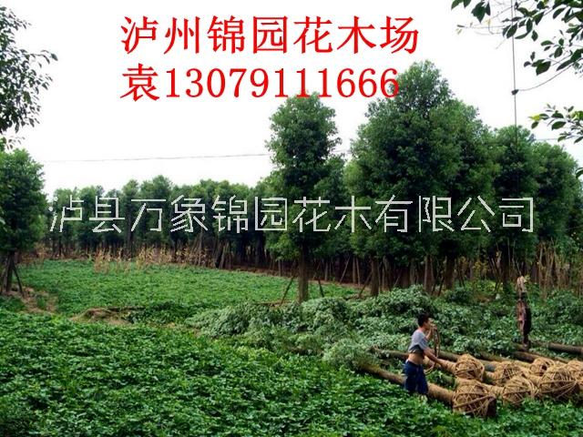 香樟生产基地供应 香樟价格实惠 四川香樟图片