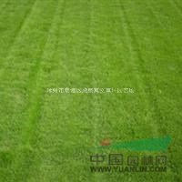 安徽滁州果岭草种植基地-草坪种植报价优质供应图片