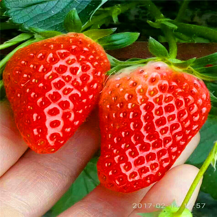 山东基地供应全明星草莓苗 产量高耐运输的全明星草莓苗价格 亩产高的草莓苗报价多少钱图片