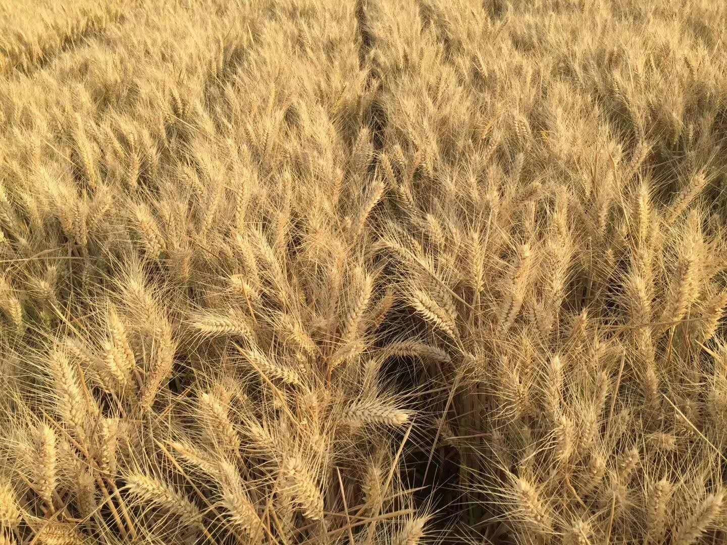 超高产小麦——三抗十号