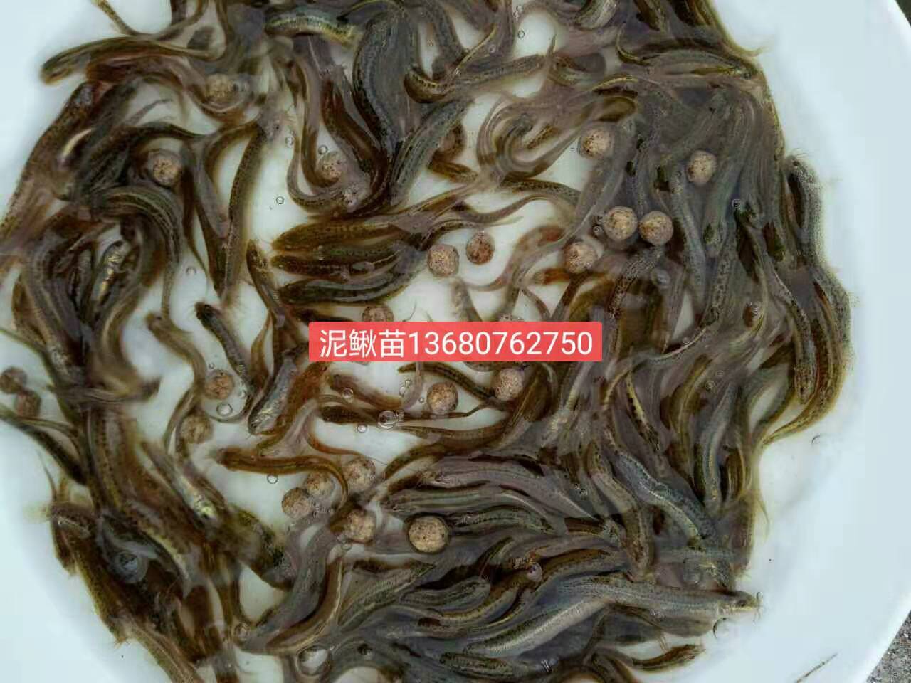 惠州市泥鳅鱼苗厂家