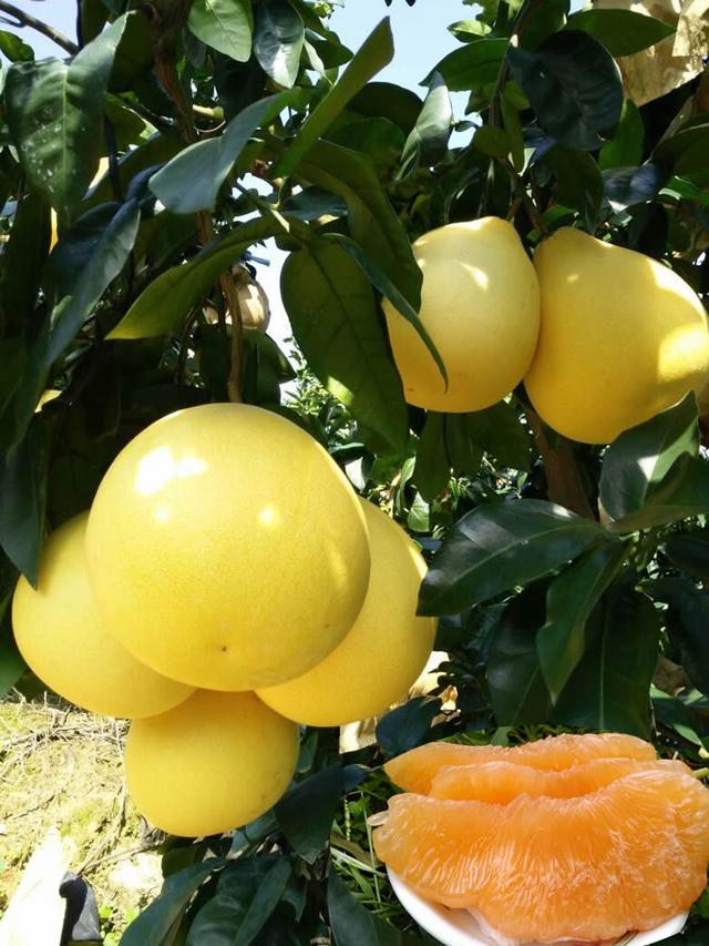 黄金蜜柚苗 柑橘苗品种基地批发
