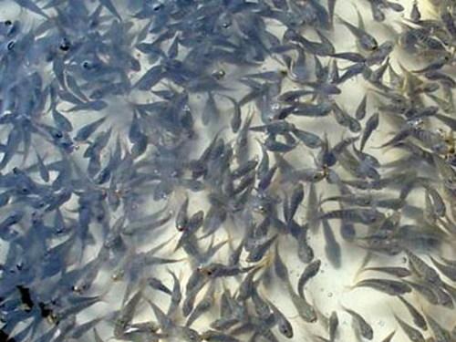 惠州生鱼苗批发价格 生鱼苗水产厂家直销报价  优质黑鱼苗费用