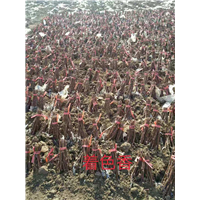 辽宁锦州北镇阳光玫瑰葡萄苗|种植基地|直销|批发价格报价|哪家好便宜图片