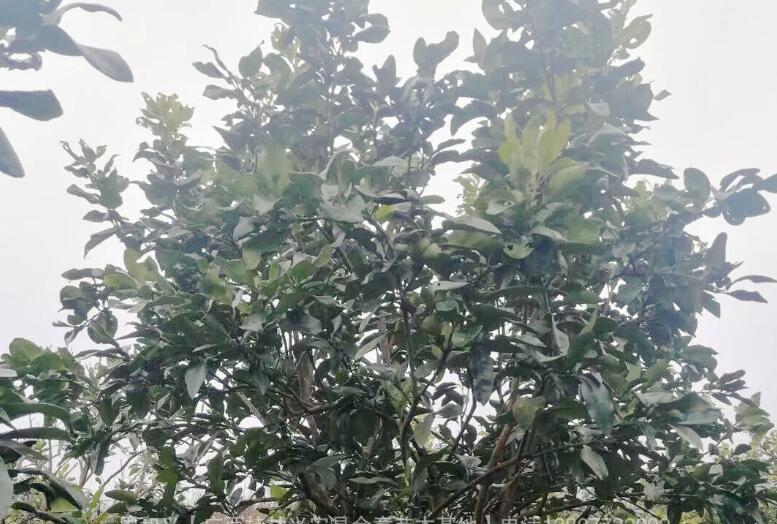 桂林市广西香泡柚子树基地厂家
