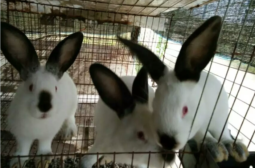 农村养殖致富新项目野兔肉兔养殖批发